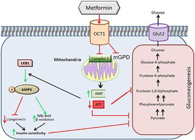 Metformin in Reproductive Biology